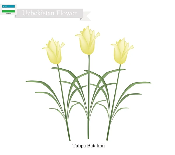 Tulipa Batalinii blommor, den berömda blomman av Uzbekistan — Stock vektor
