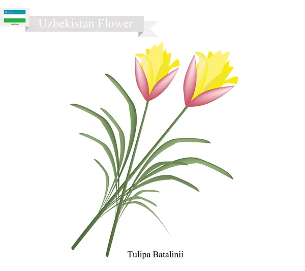 Tulipa Batalinii Flores, A flor popular do Uzbequistão — Vetor de Stock