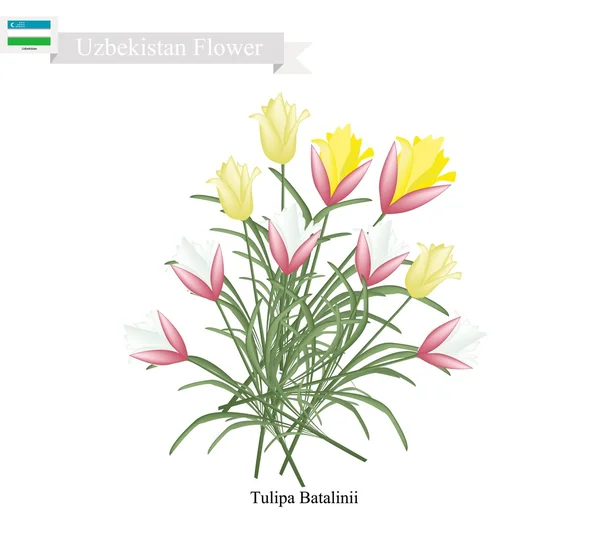 Tulipa Batalinii, The Popular Flower of Uzbekistan — Stock Vector