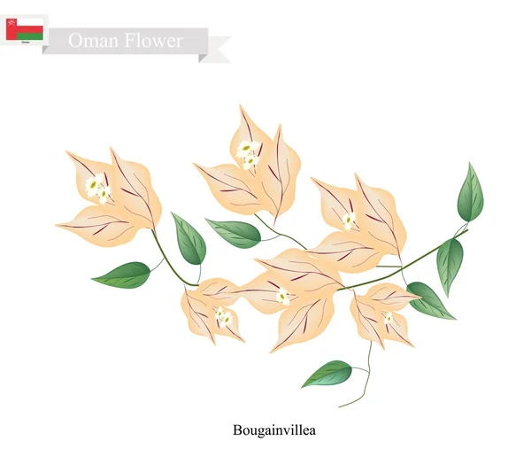 Flores de Bougainvillea Naranja, La Flor Nativa de Omán — Vector de stock