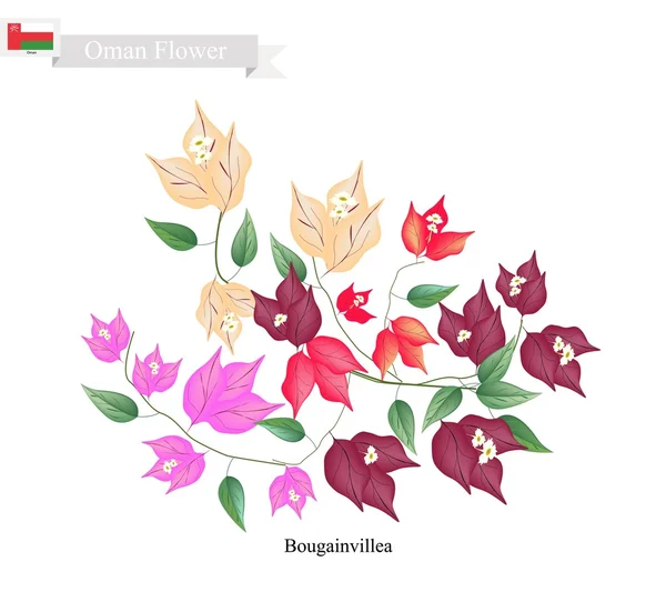 Bougainvillea Flores, A Flor Nativa de Omã —  Vetores de Stock