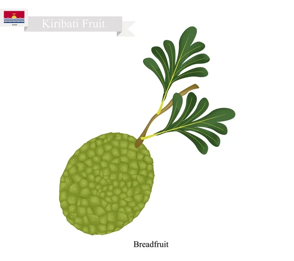 Ώριμα αρτόδεντρο, ένα δημοφιλή φρούτο στο Κιριμπάτι — Διανυσματικό Αρχείο