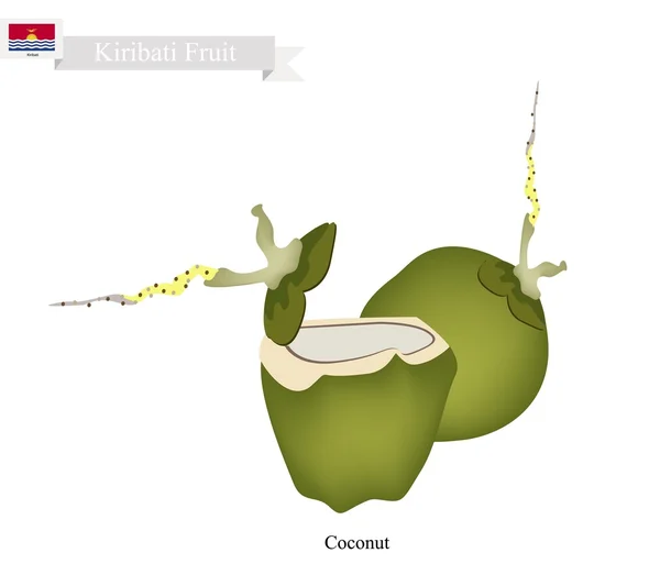 Taze hindistan cevizi, Kiribati ünlü bir meyve — Stok Vektör