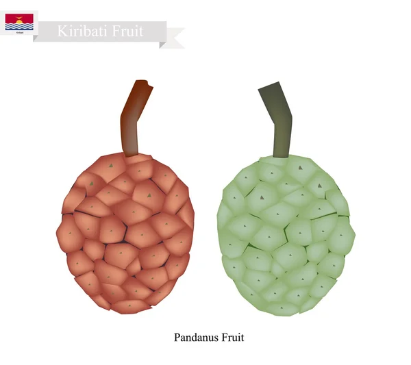 Fruta de Pandanus, uma fruta nativa em Kiribati — Vetor de Stock