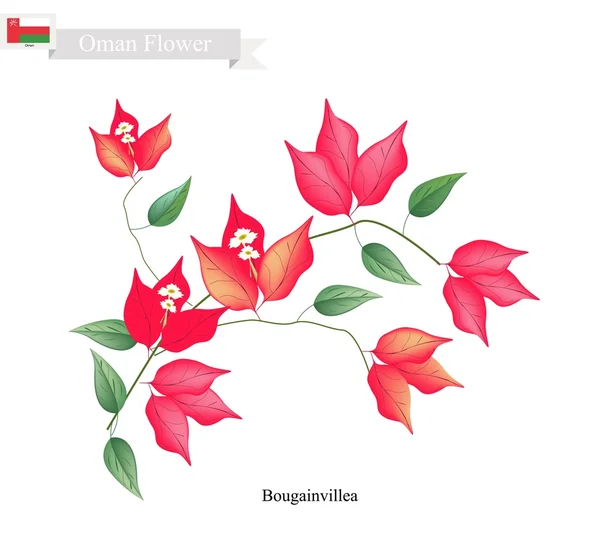 Flores de Bougainvillea Roja, La Flor Nativa de Omán — Vector de stock