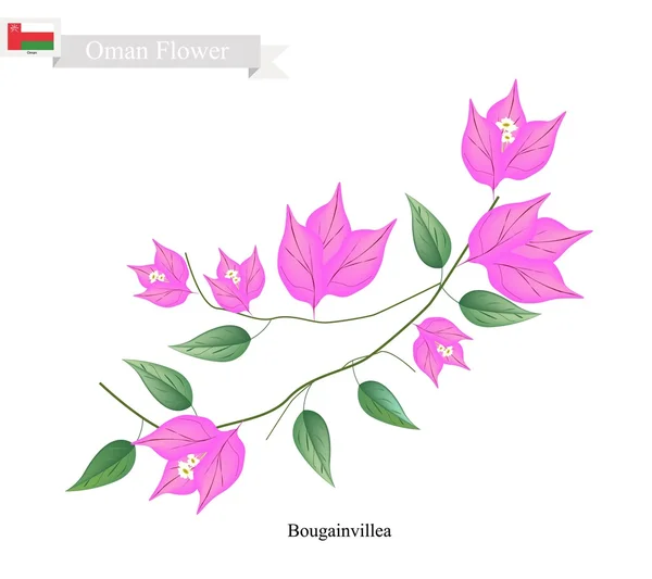 Flores de Bougainvillea Rosa, La Flor Nativa de Omán — Vector de stock