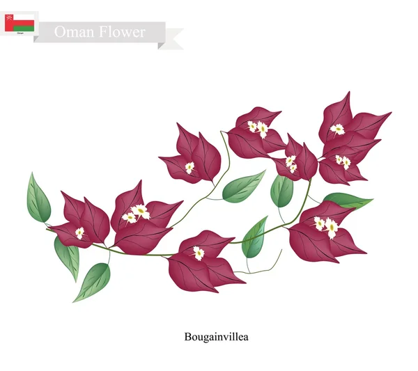 Flores de Bougainvillea Roja, La Flor Nativa de Omán — Vector de stock
