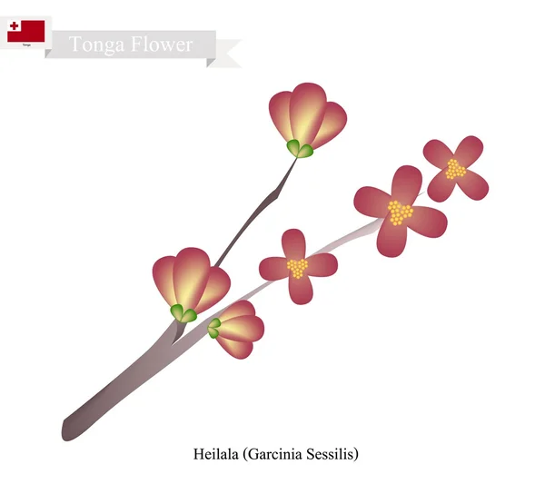 Heilala 꽃, 통가의 인기 있는 꽃 — 스톡 벡터