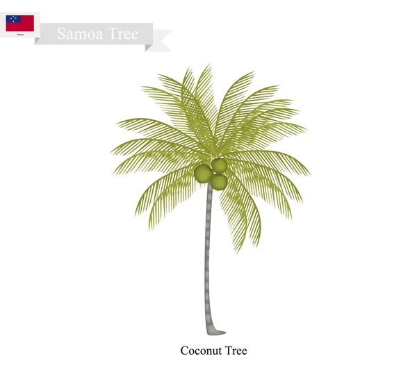 Árbol de coco, un árbol nativo de Samoa — Vector de stock