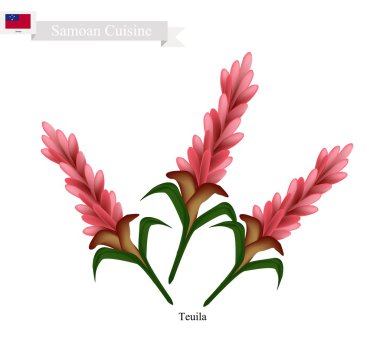 Teuila çiçek, Samoa Ulusal çiçeği