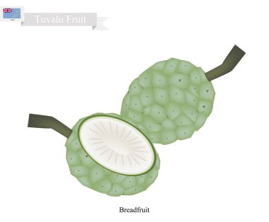 Olgunlaşmamış vida çam, Tuvalu yerel bir meyve 