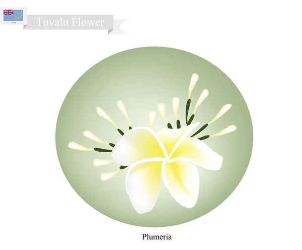 Plumeria Frangipanis, una flor popular en Tuvalu — Vector de stock