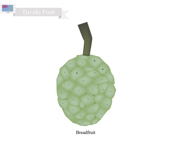 Tornillo de pino, una fruta nativa en Tuvalu — Vector de stock