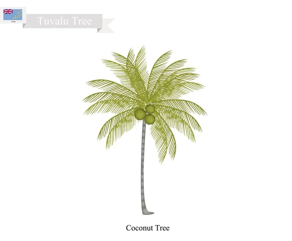 Árbol de coco, un árbol común de Tuvalu — Vector de stock