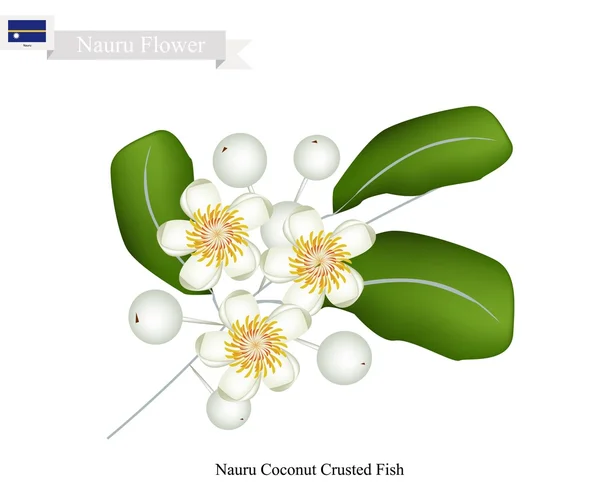 Calophyllum Inophyllum, una flor común en Nauru — Vector de stock