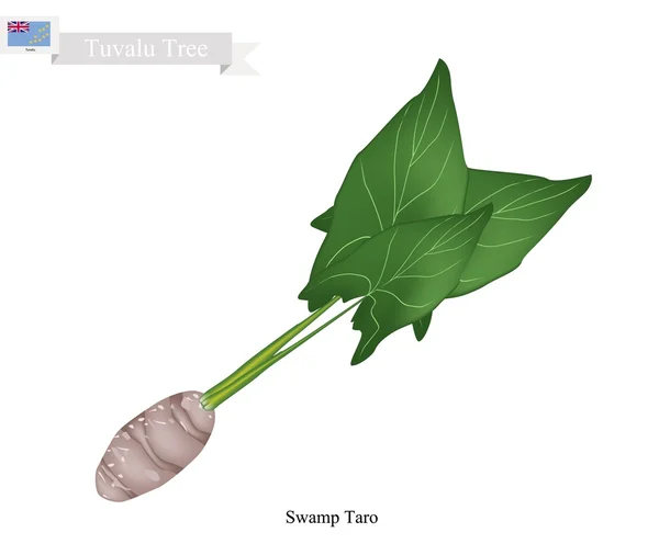Bažina Taro, společné strom Tuvalu — Stockový vektor