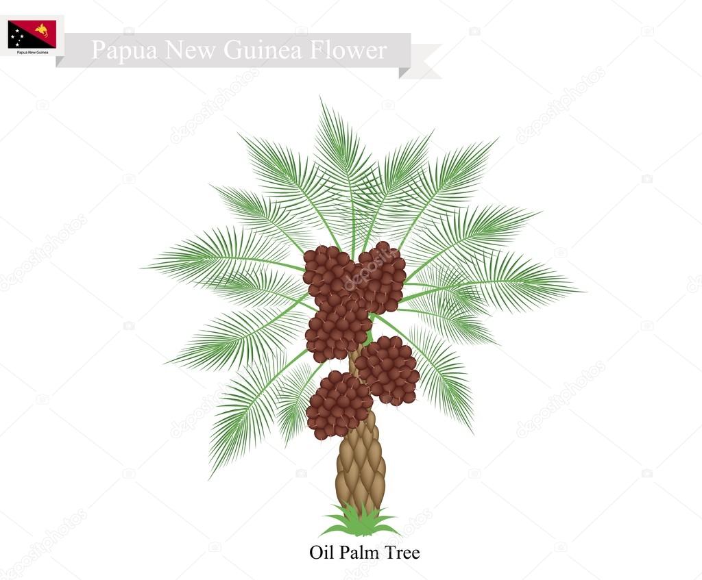 Coconut Tree, A Native Tree of Papua New Guinea