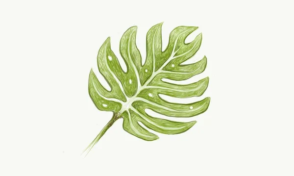 Экологические Концепции Зеленые Листья Швейцарского Сырного Завода Monstera Deliciosa — стоковый вектор