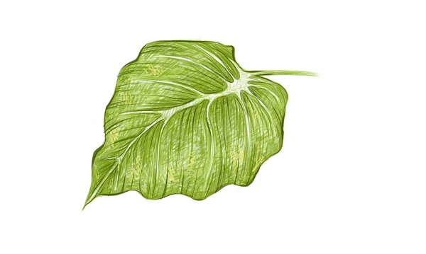 Conceptos Ecología Ilustración Hoja Verde Oído Elefante Filodendro Plantas Colocasia — Vector de stock