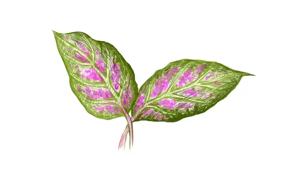 Illustration Schöner Grüner Rosa Und Weißer Dieffenbachien Aglaonema Chinesischer Immergrüner — Stockvektor