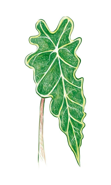 Concepts Écologiques Illustration Pothos Chevelure Chasseur Lierre Arum Plante Argent — Image vectorielle