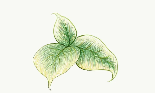 Illustration Belles Feuilles Vertes Fraîches Isolées Sur Fond Blanc — Image vectorielle