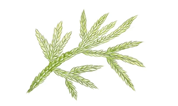 Illustration Belles Feuilles Selaginella Flabellata Vertes Isolées Sur Fond Blanc — Image vectorielle