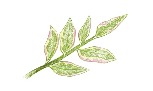园林装饰白色背景下分离的白花菜或红鸟仙人掌的生态概念 — 图库矢量图片