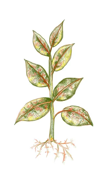 园林装饰白色背景下的生态概念 仙人掌 橡胶树或印第安橡胶树植物的图解 — 图库矢量图片