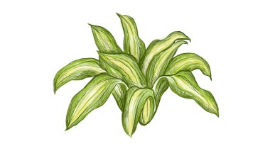 Güzelim Yeşil Dracaena Parfümleri ya da Beyaz Arkaplanda İzole Edilmiş Cornstalk Dracaena Bitkileri