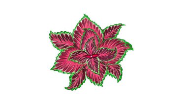 Ekolojik Kavram, Güzel Mor Kolezon, Solenostemon, Plectranthus Scutellarioides, Solenostemon Scutellarioides, Güneş Doğumu veya Bahçenin Dekorasyonu İçin Alev Isırgan Bitkileri İllüstrasyonu