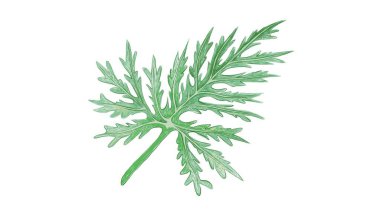 Ekolojik Konsept, Philodendron Selloum, Lacy Tree Philodendron veya Atbaşı Philodendron Beyaz Arkaplan Yaprağı