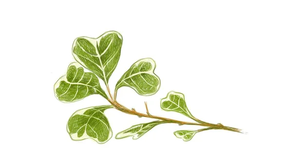 Conceito Ecológico Ilustração Ficus Deltoidea Mistletoe Fig Mistletoe Rubber Plant —  Vetores de Stock