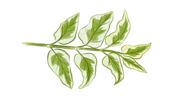 Concept Écologique Illustration Asystasia Gangetica Violette Chinoise Coromandel Gant Renard — Image vectorielle