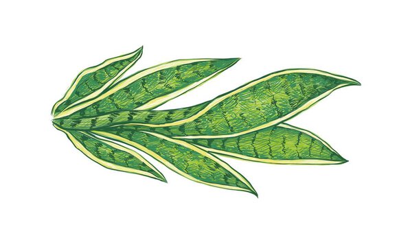 Ecological Concept, Illustration of Dracaena Trifasciata, Saint George's Sword, Mother-in-Law's Tongue, Viper's Bowstring Hemp, Sansevieria Trifasciata or Snake Plant