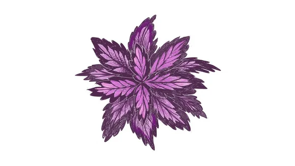 Conceito Ecológico Ilustração Coleus Roxo Bonito Solenostemon Plectranthus Scutellarioides Solenostemon —  Vetores de Stock