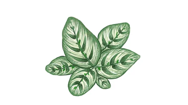 Illustration Belle Calathea Makoyana Des Fenêtres Cathédrale Plante Paon Pour — Image vectorielle