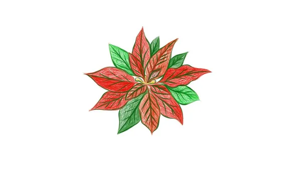 Drawn Sketch Christmas Poinsettia Euphorbia Pulcherrima Plant Sign Christmas Celebration — 스톡 벡터