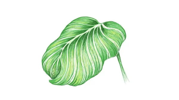 Illustration Belle Calathea Orbifolia Des Fenêtres Cathédrale Plante Paon Pour — Image vectorielle