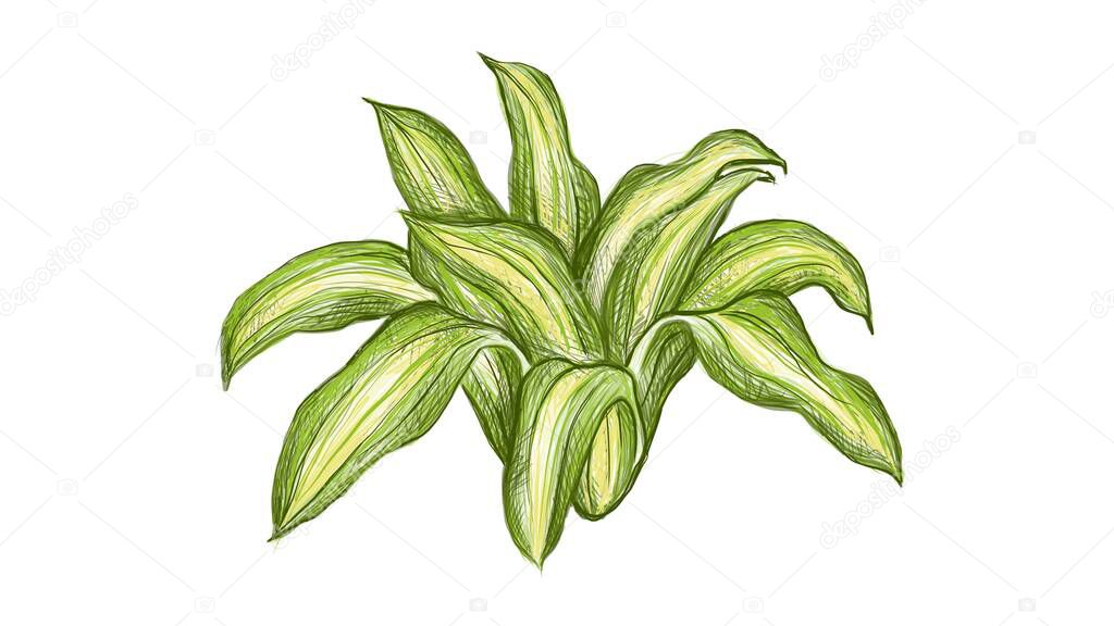 Illustration of Beautiful Fresh Green Dracaena Fragrans or Cornstalk Dracaena Plants Isolated on A White Background
