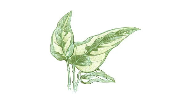 Ökologiekonzepte Illustration Von Epipremnum Aureum Golden Pothos Jägergewand Efeu Arum — Stockvektor