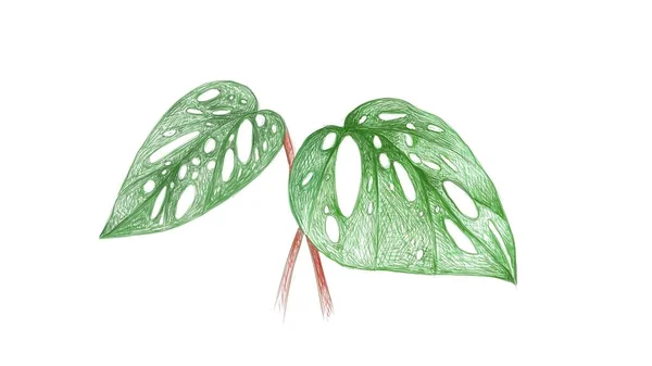 Ekologi Begrepp Illustration Fönsterblad Eller Monstera Obliqua Växt — Stock vektor