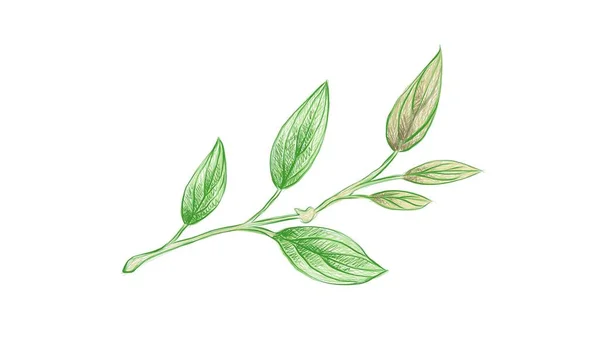 Ekologi Begrepp Illustration Grönt Blad Philodendron Melanochrysum Linden Växter — Stock vektor