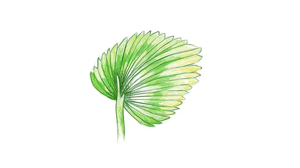 一种生长在温暖气候中的热带植物 扁桃体棕榈的生态概念 — 图库矢量图片