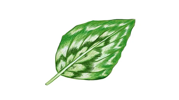 Ilustración Hermosa Kaempferia Verde Fresca Elegans Hoja Plata Aislada Sobre — Vector de stock