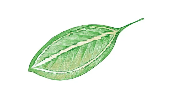 Ilustración Del Hermoso Catatheaium Verde Fresco Bicolor Schumannianthus Deja Aislado — Vector de stock