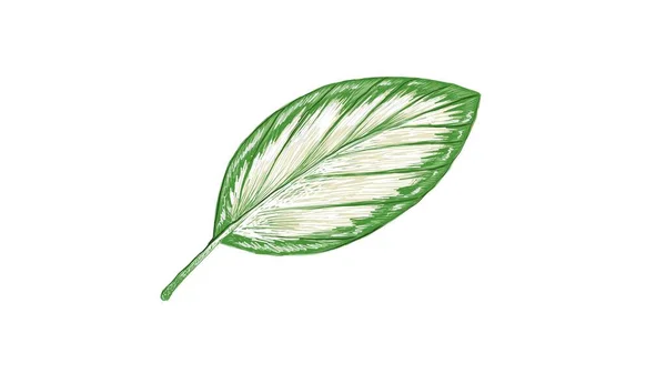 Экология Confits Зеленый Шуманниантус Calathea Picturata Leaf Одинокий Белом Фоне — стоковый вектор