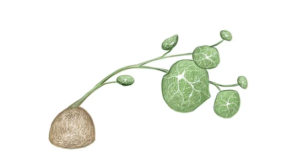 Illustration Beautiful Fresh Stephania Erecta Craib Sapling Plant Home Garden — Stock Vector