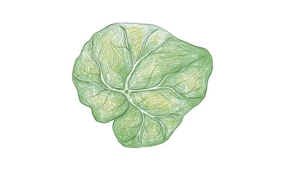 Ilustração Bela Begonia Verde Fresco Deixa Isolado Fundo Branco —  Vetores de Stock