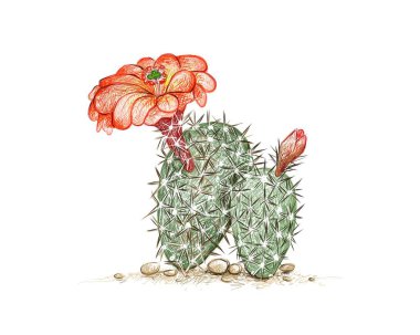 Echinocereus Engelm ya da Kirpi Kaktüsü 'nün Kızıl Çiçekli Çizimi. Bahçe dekorasyonu için keskin dikenli sulu bitkiler.